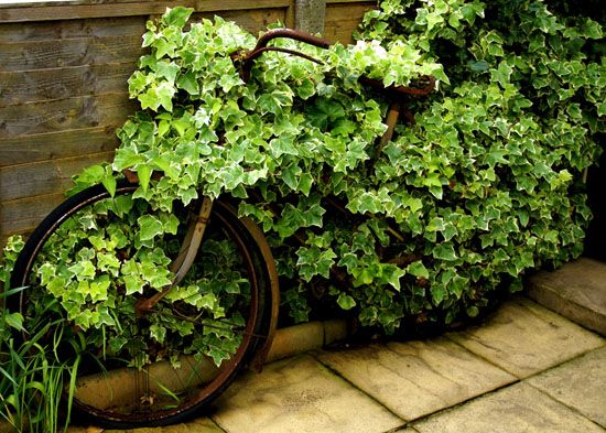 Rower porośnięty bluszczem