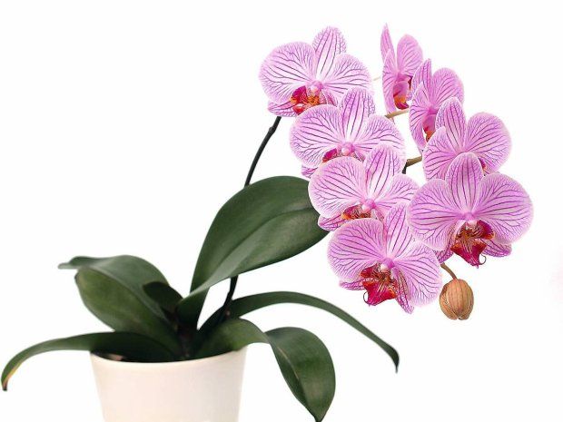 Różowy stroczyk płatki w paski