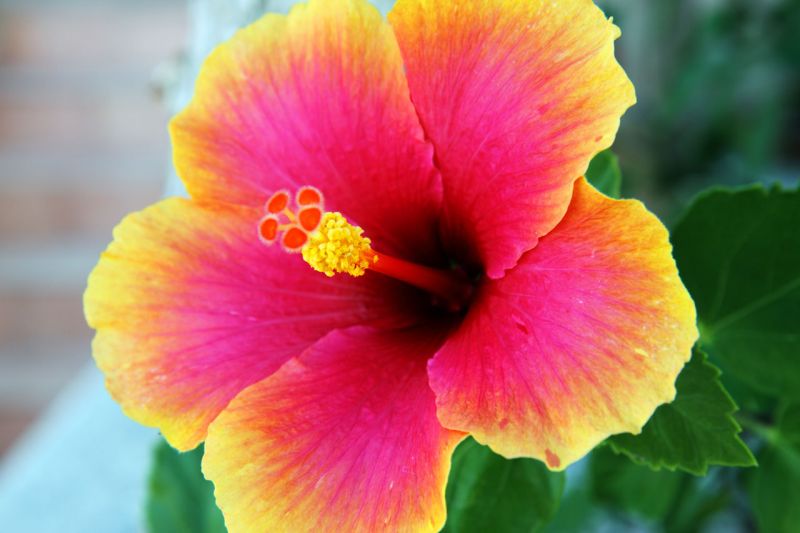 Dwukolorowy hibiskus